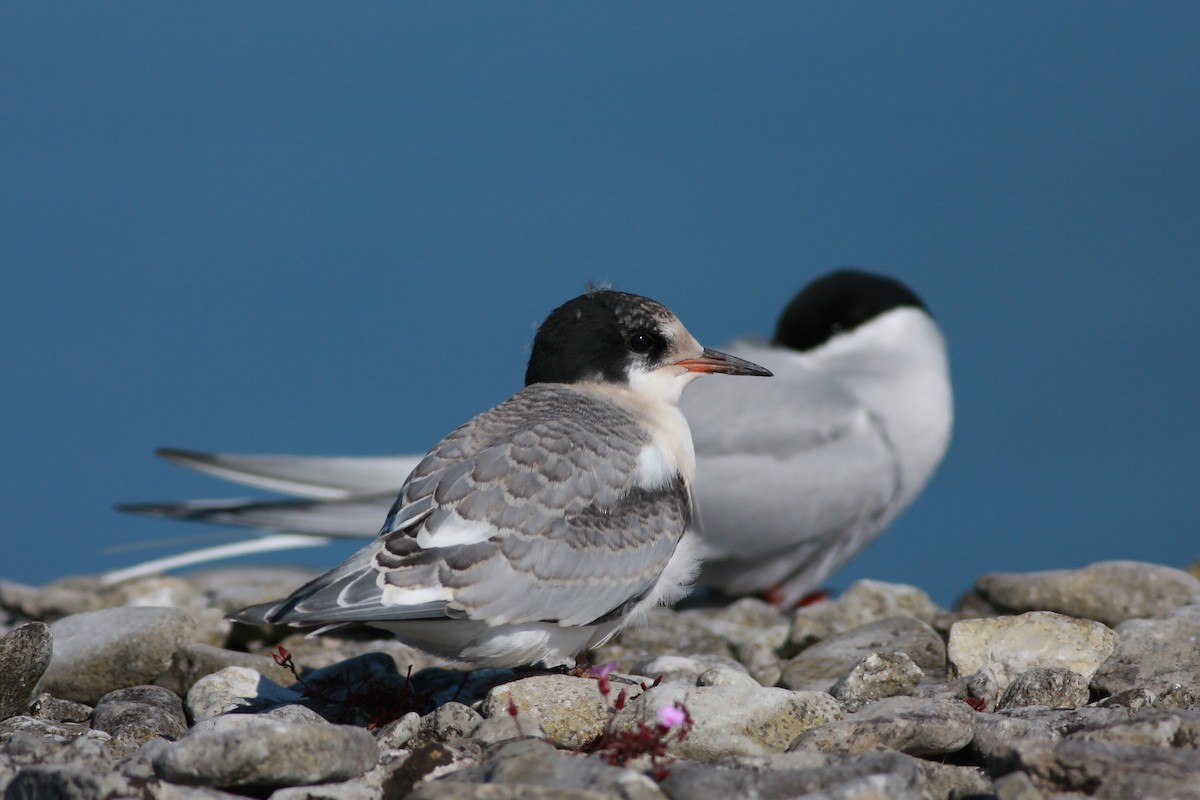 Charrán Ártico - ML645996810