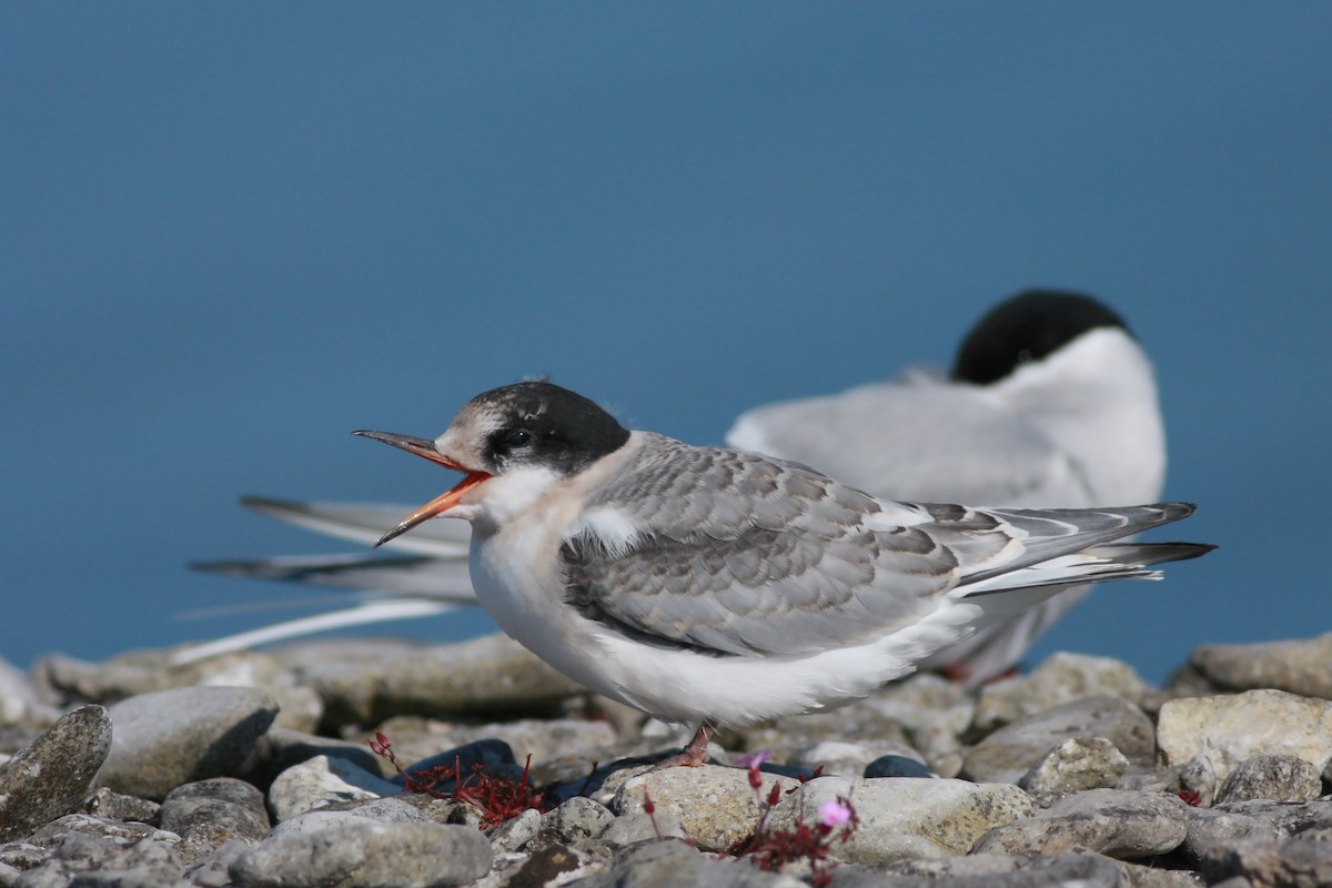 Charrán Ártico - ML645996812
