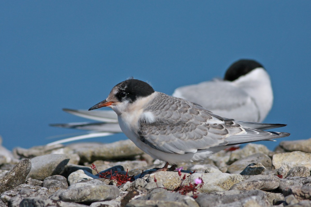 Charrán Ártico - ML645996813