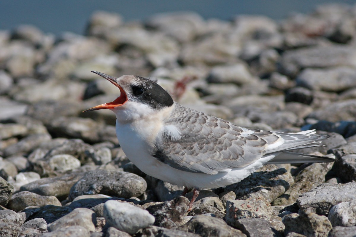 Charrán Ártico - ML645996814