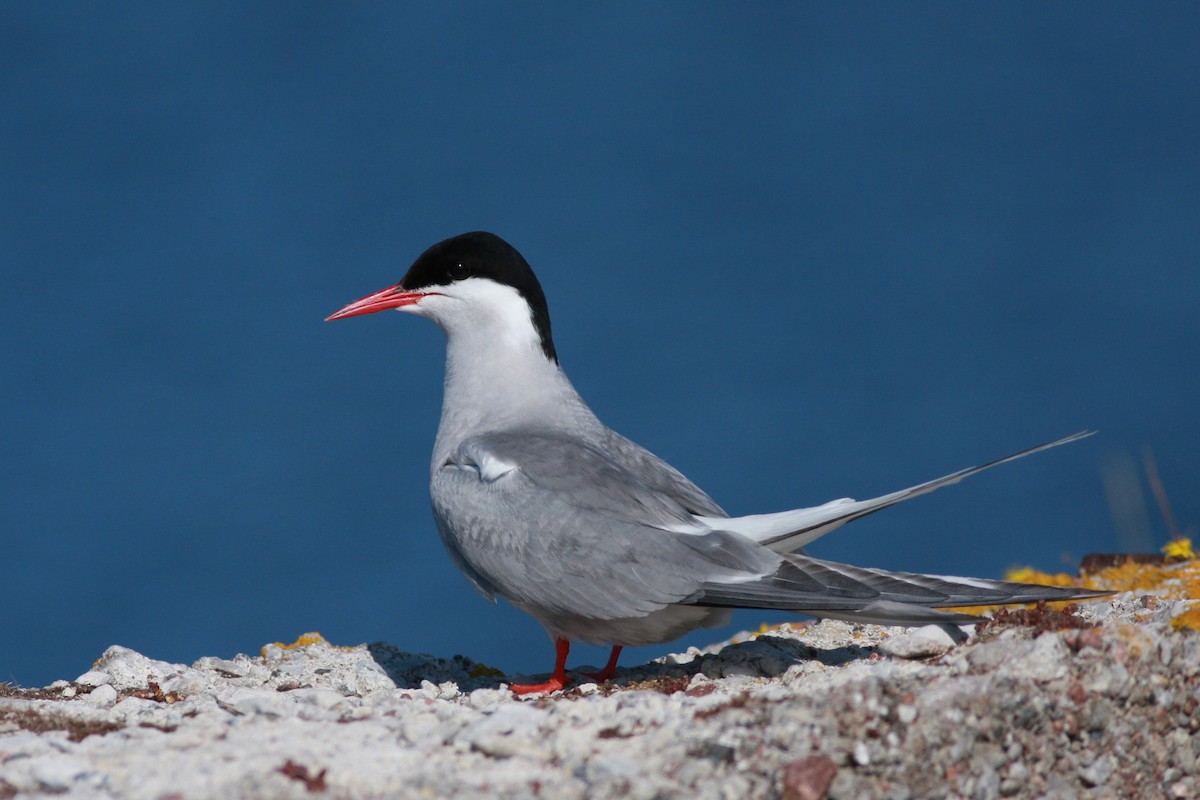Charrán Ártico - ML645996815
