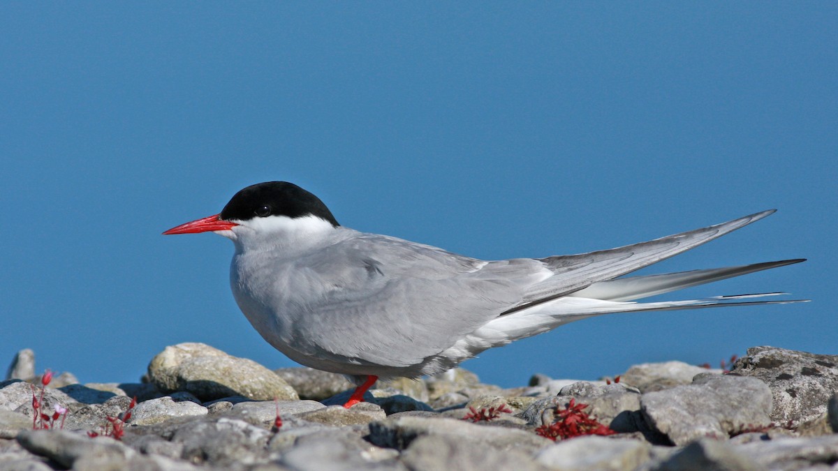 Charrán Ártico - ML645996816