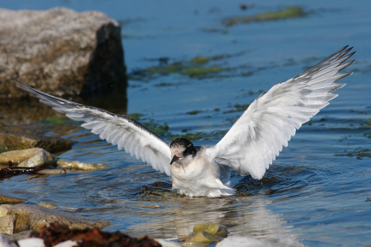 Charrán Ártico - ML645996817