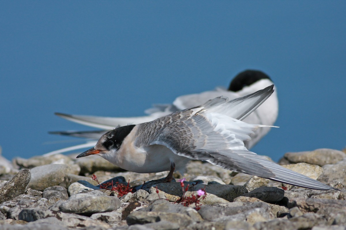 Charrán Ártico - ML645996818