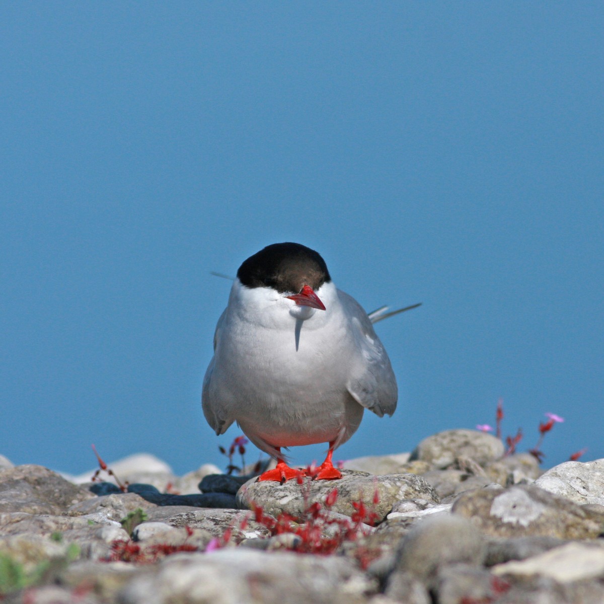 Charrán Ártico - ML645996819