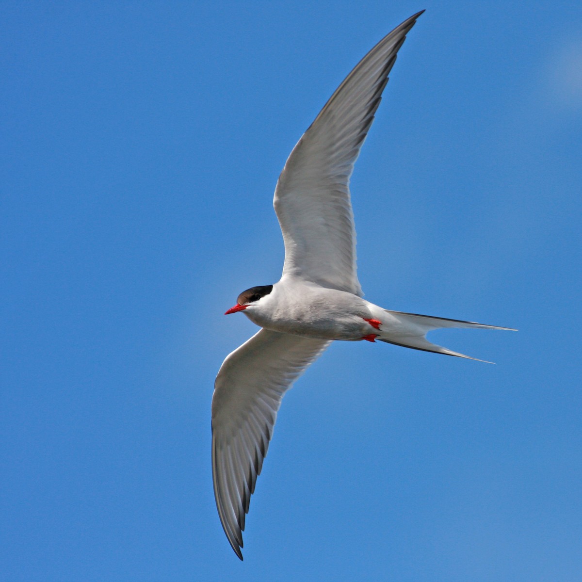 Charrán Ártico - ML645996820