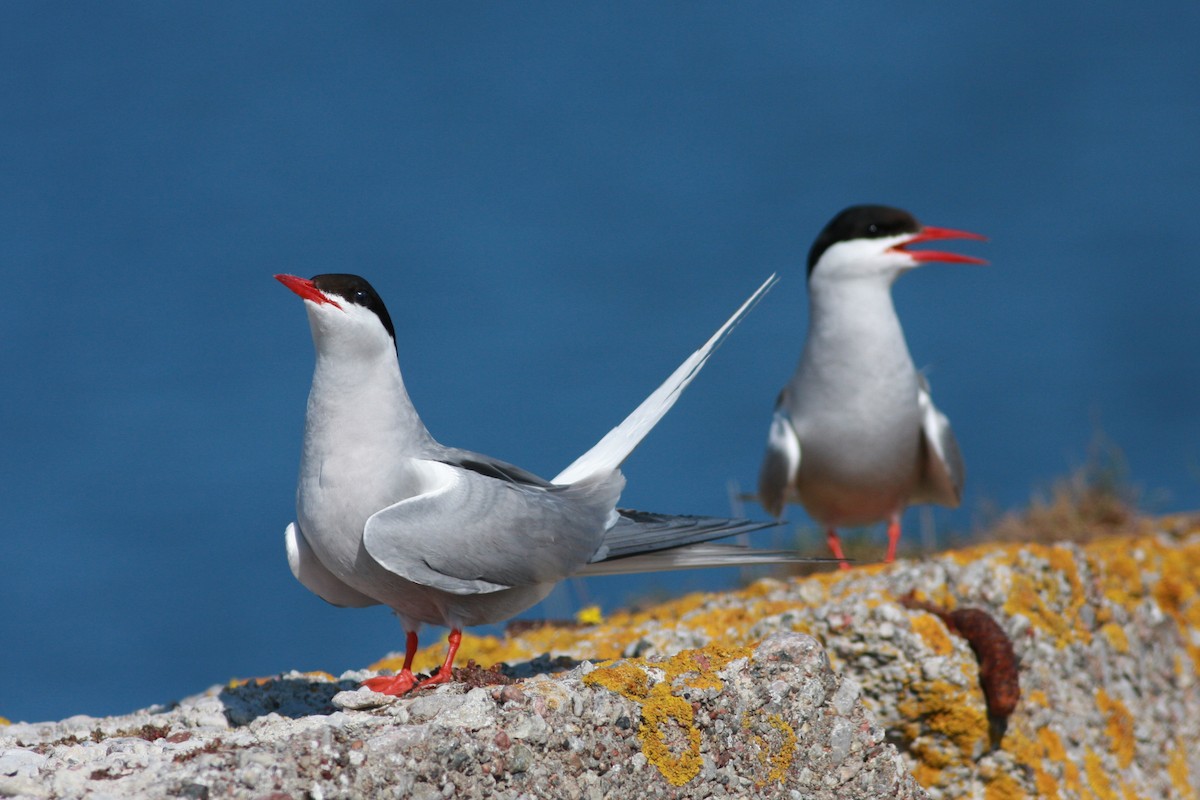 Charrán Ártico - ML645996821