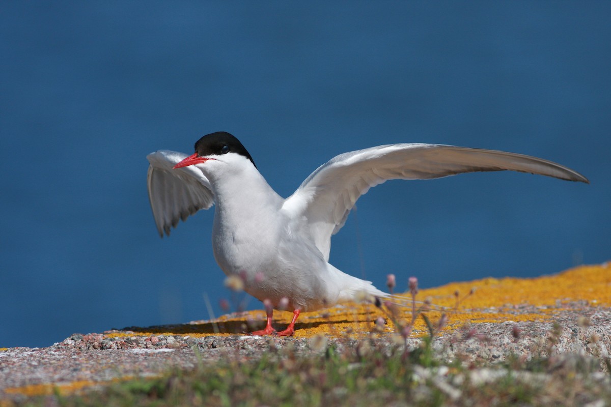 Charrán Ártico - ML645996822