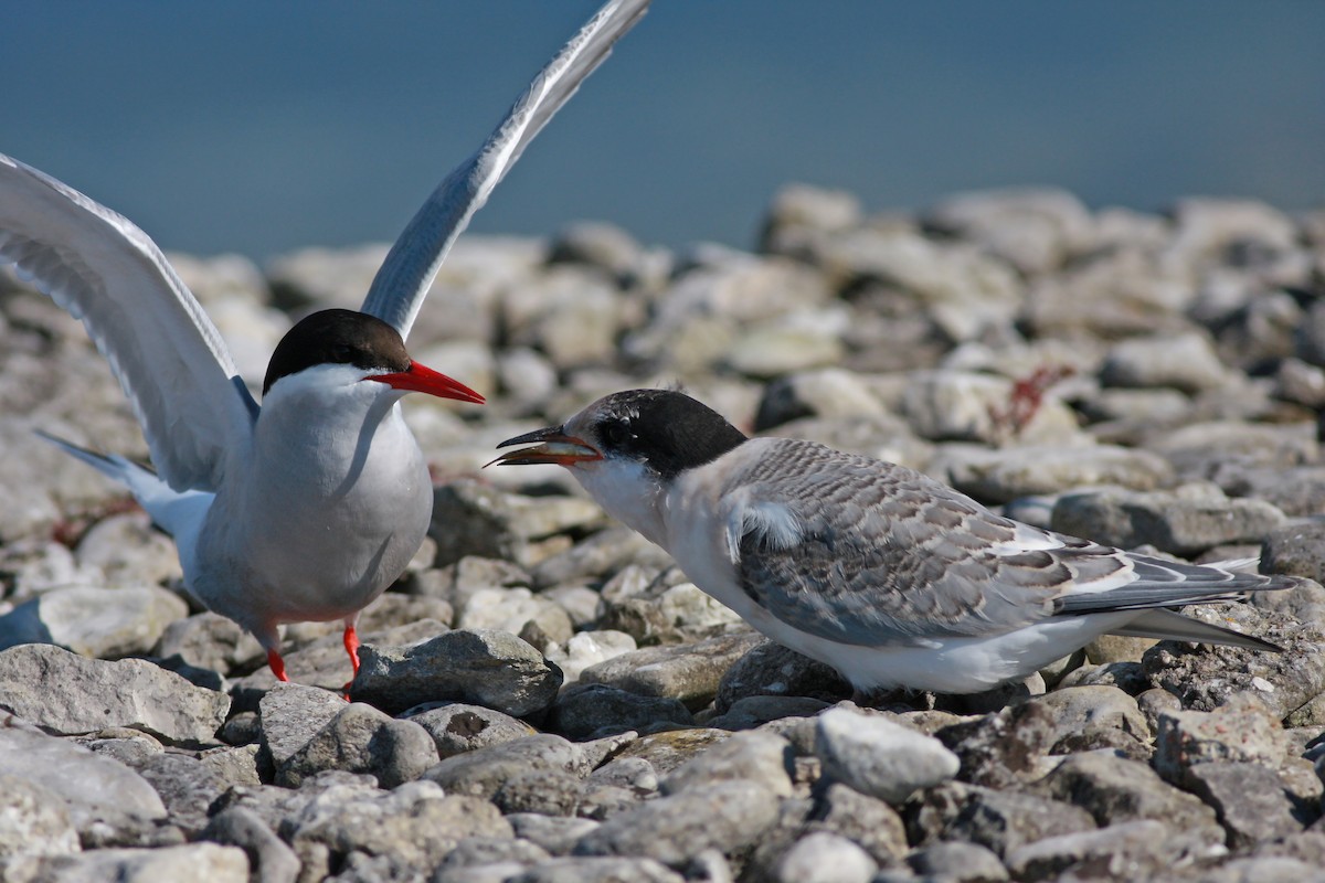 Charrán Ártico - ML645996823