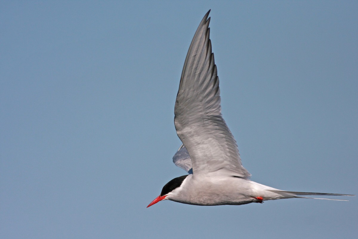 Charrán Ártico - ML645996824