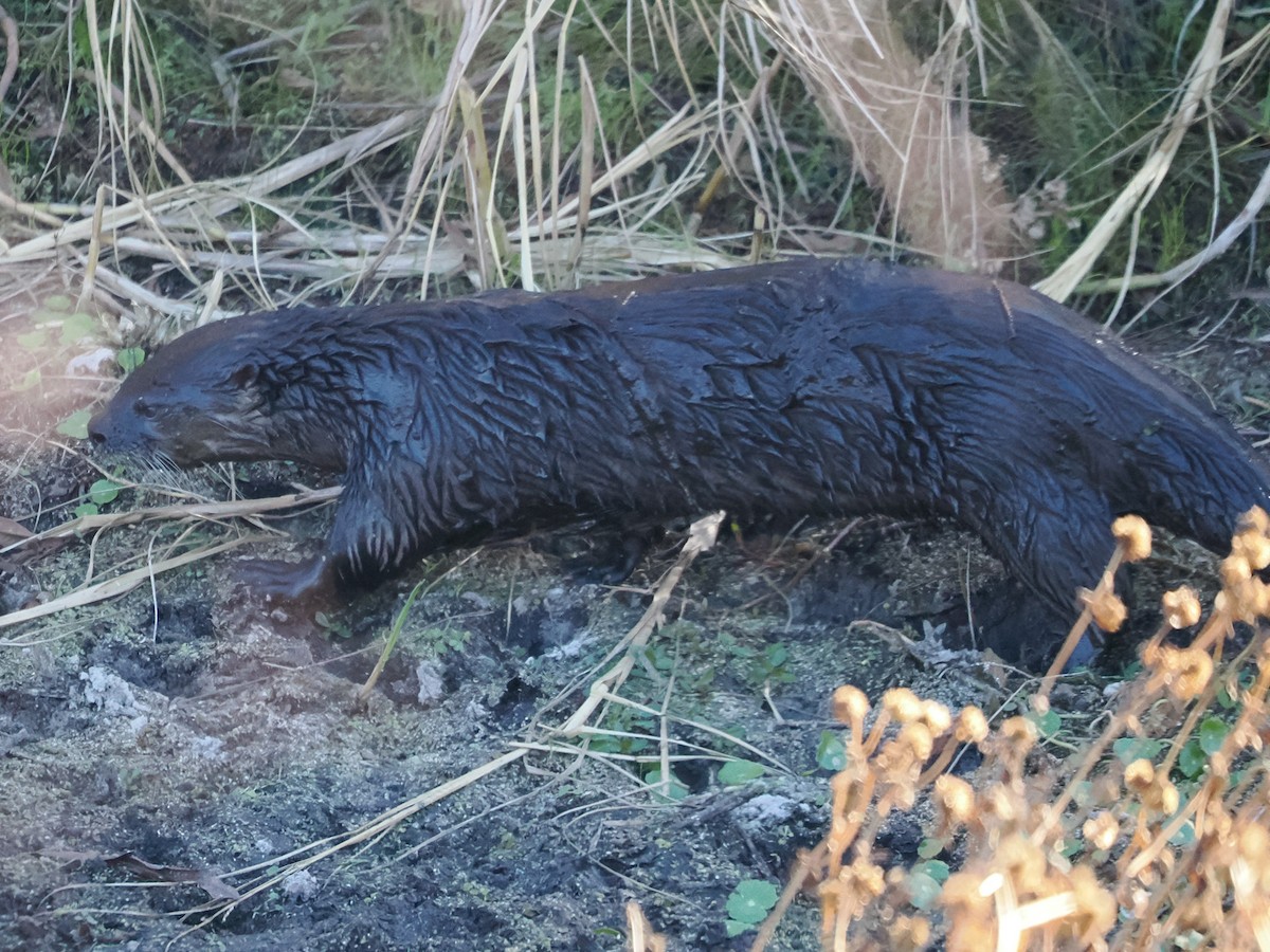 North American River Otter - ML645996825