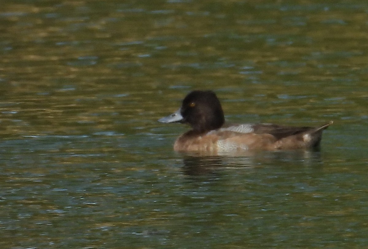 Lesser Scaup - ML645996842