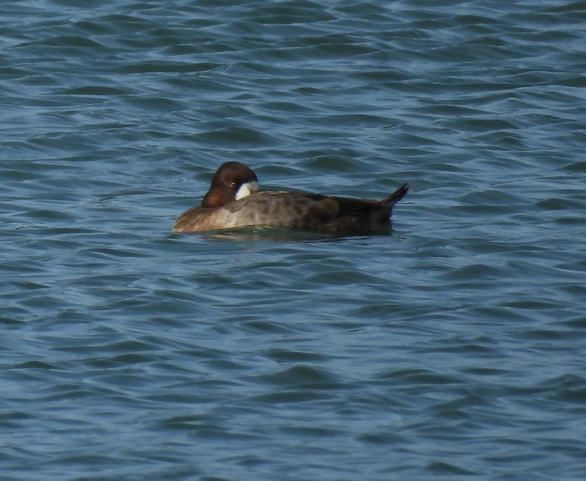 Lesser Scaup - ML645996843