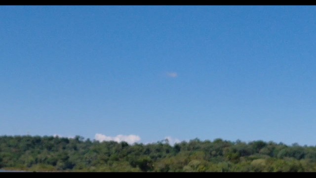 orlovec říční - ML645996854