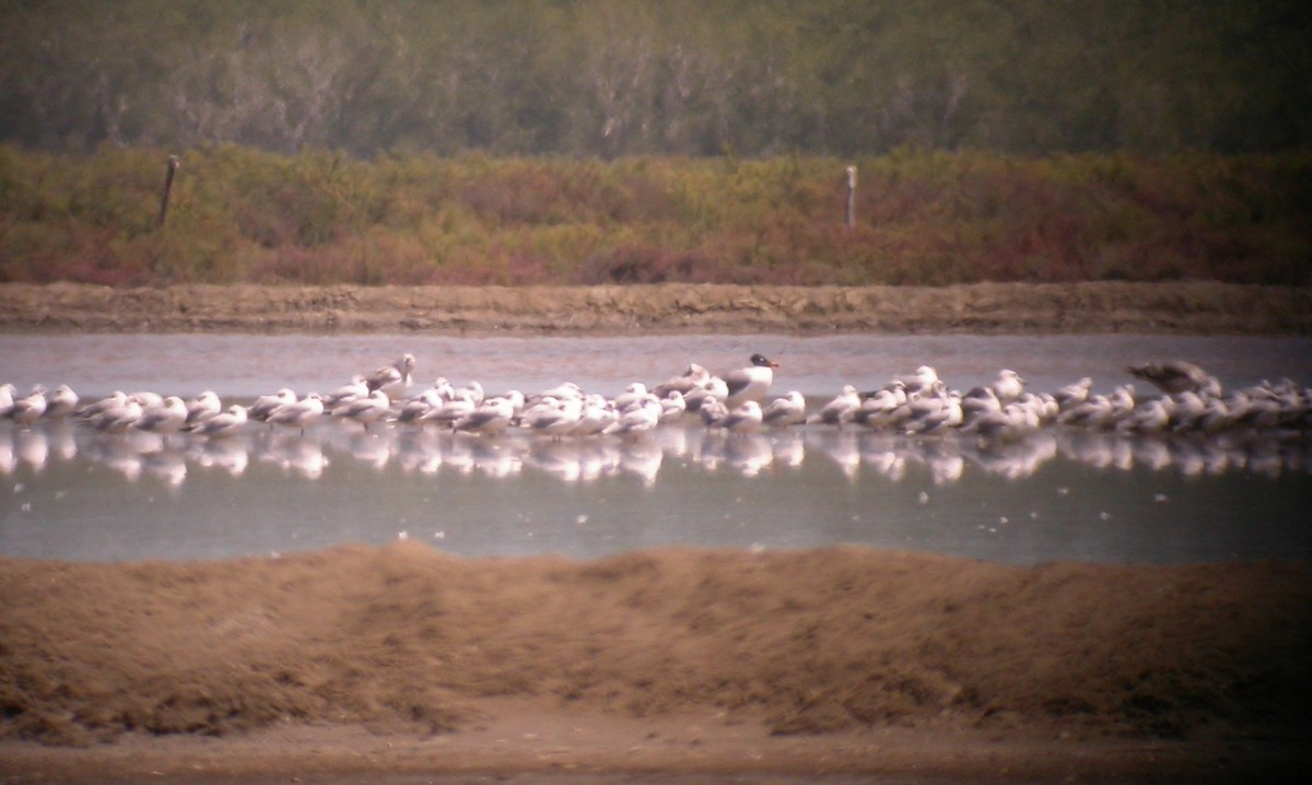 Brown-headed Gull - ML645996863