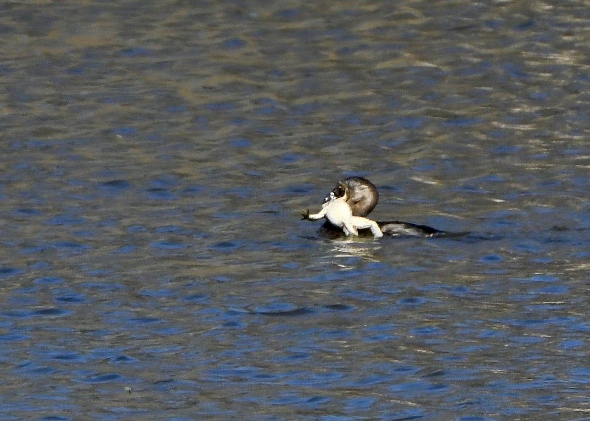 Pied-billed Grebe - ML645996866