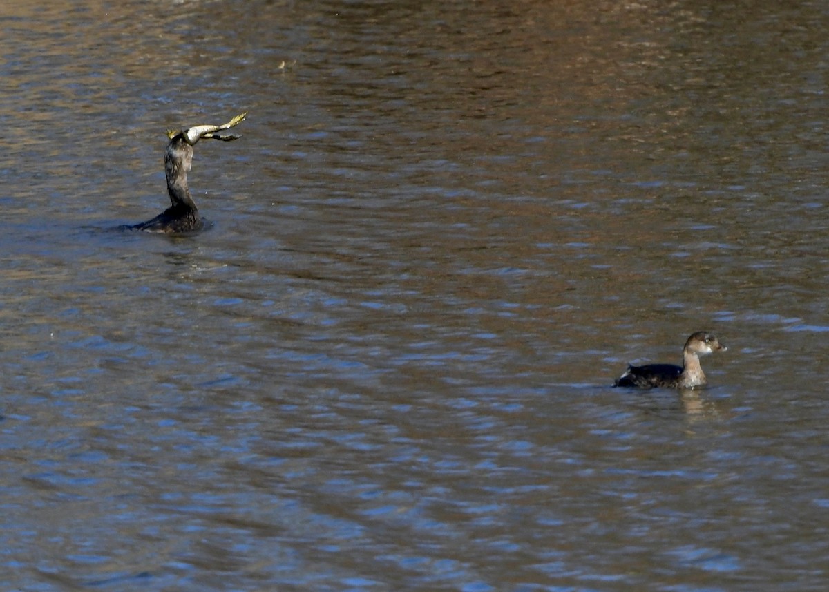 Pied-billed Grebe - ML645996867
