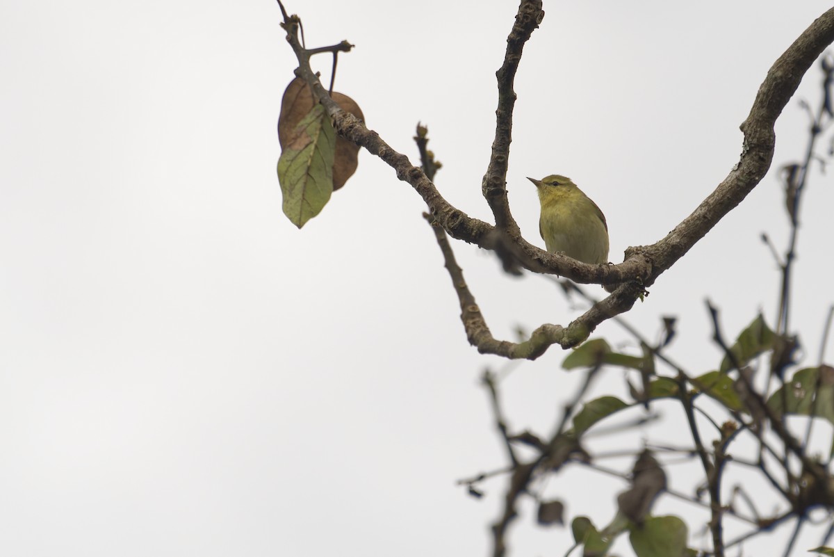 Tennessee Warbler - ML645996869