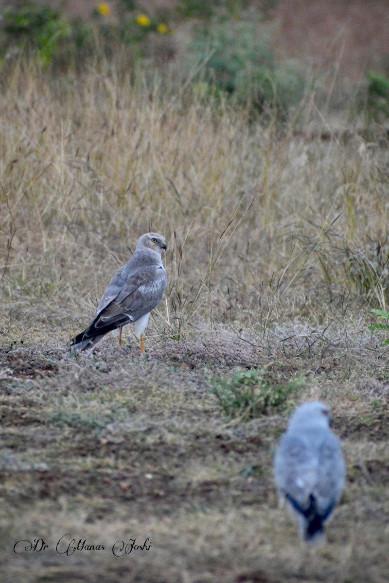 Pallid Harrier - ML645996877