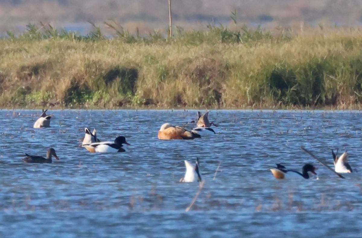 Ruddy Shelduck - ML645996878