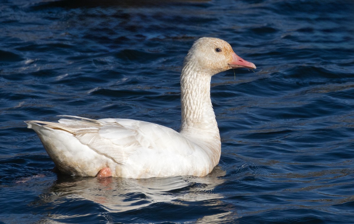 goose sp. - ML645996885