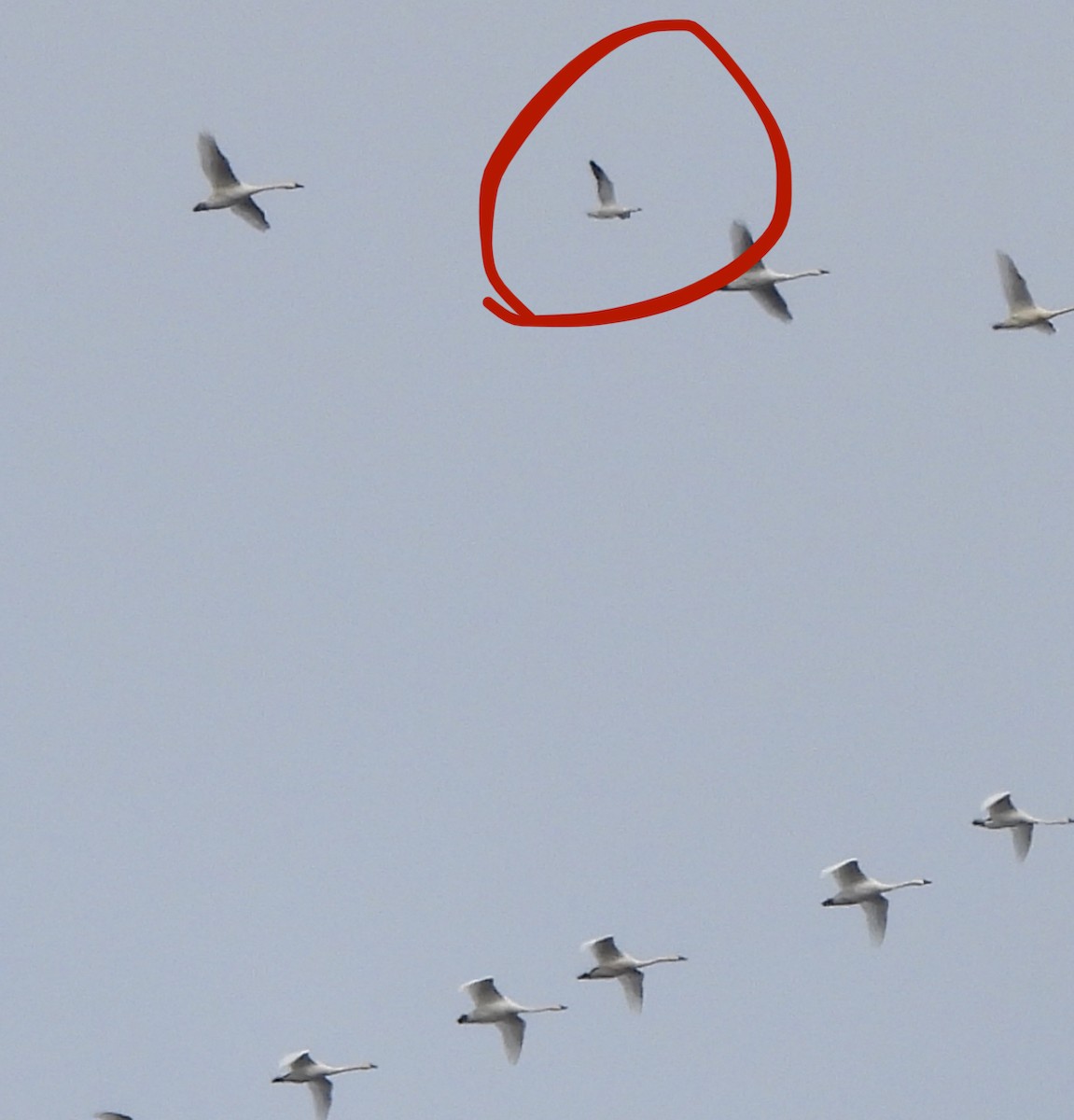 Oca delle nevi - ML645996889