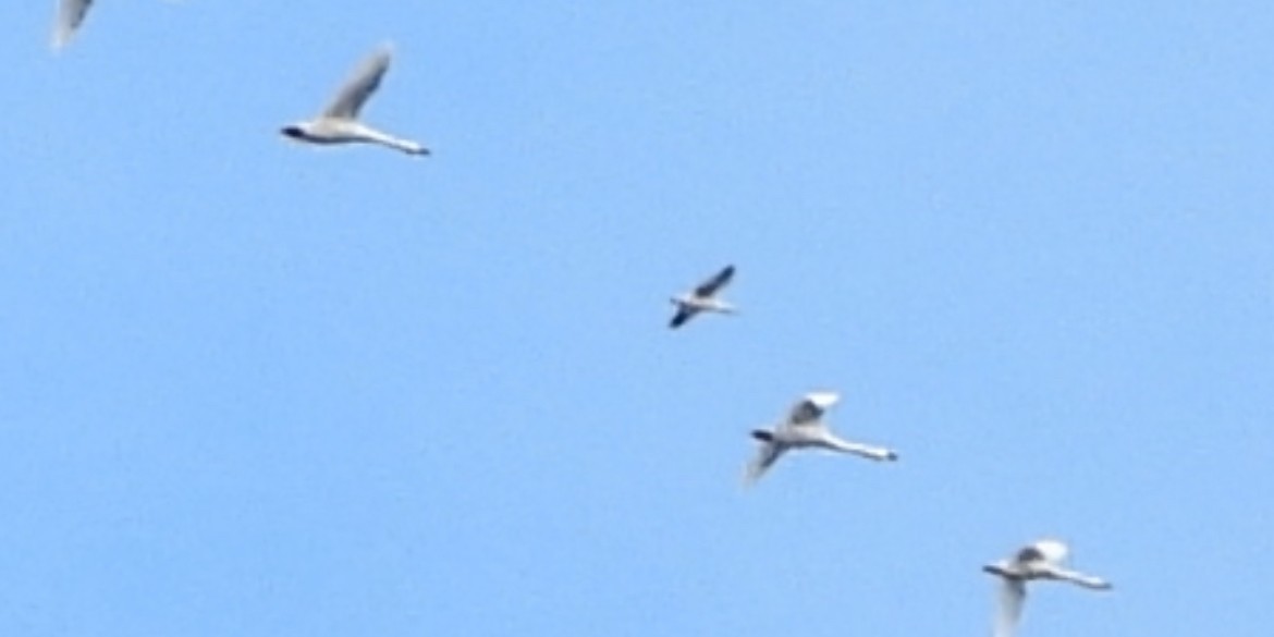 Oca delle nevi - ML645996890