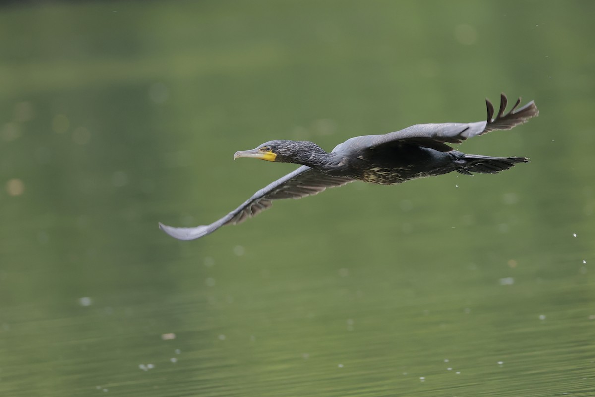 kormorán velký - ML645996897