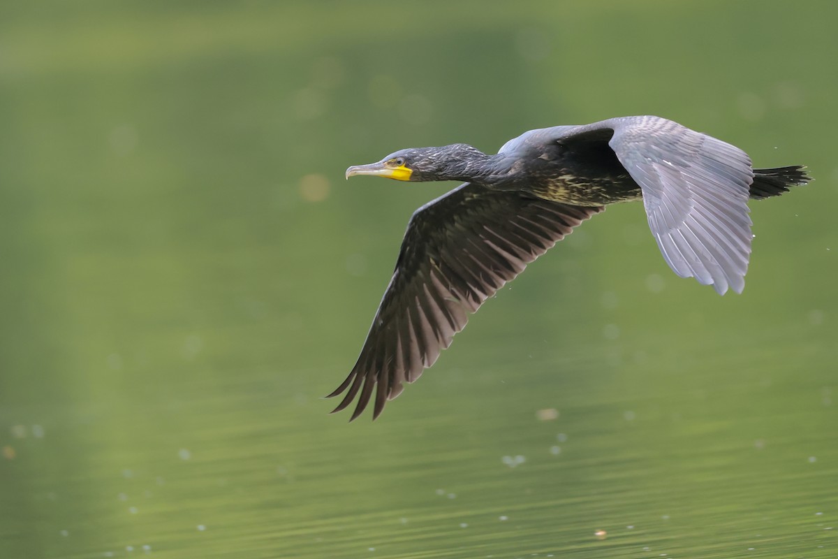 kormorán velký - ML645996898