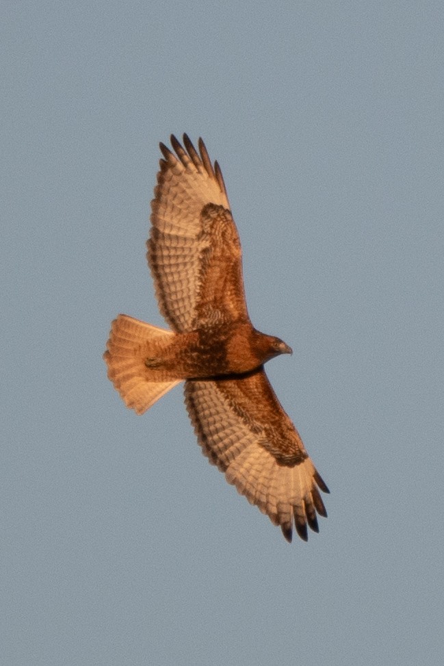 Kızıl Kuyruklu Şahin (calurus/abieticola) - ML645996911