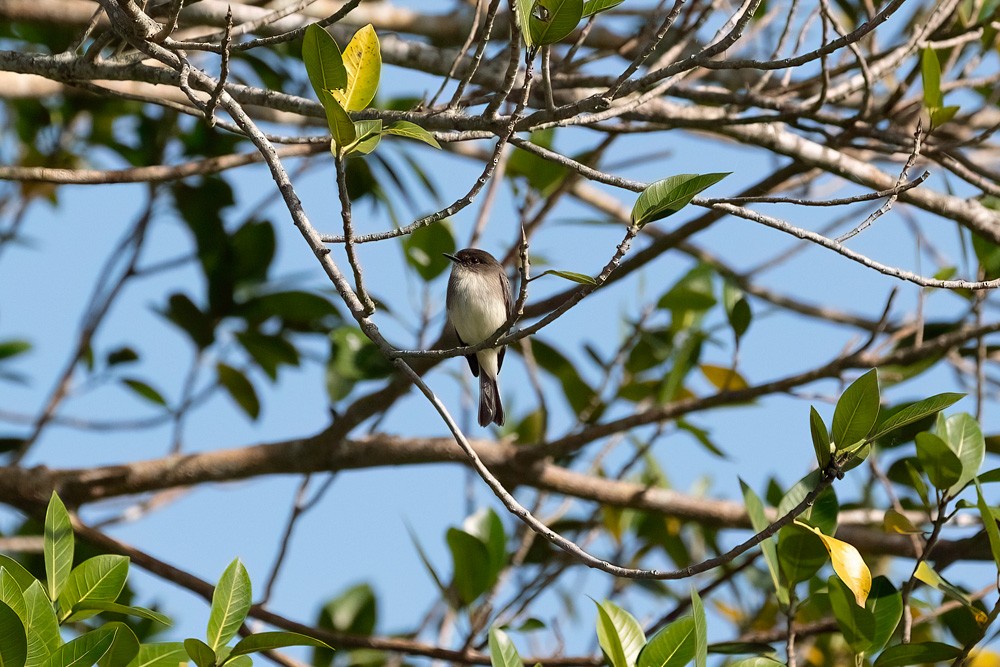 Eastern Phoebe - ML645996915