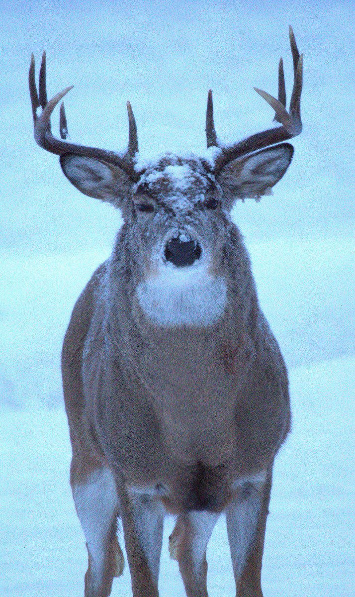 White-tailed Deer - ML645996923
