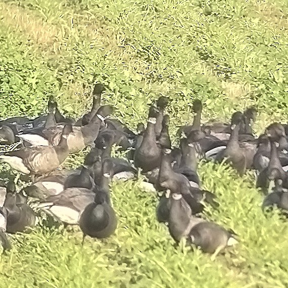 Brant (Black) - ML645996926