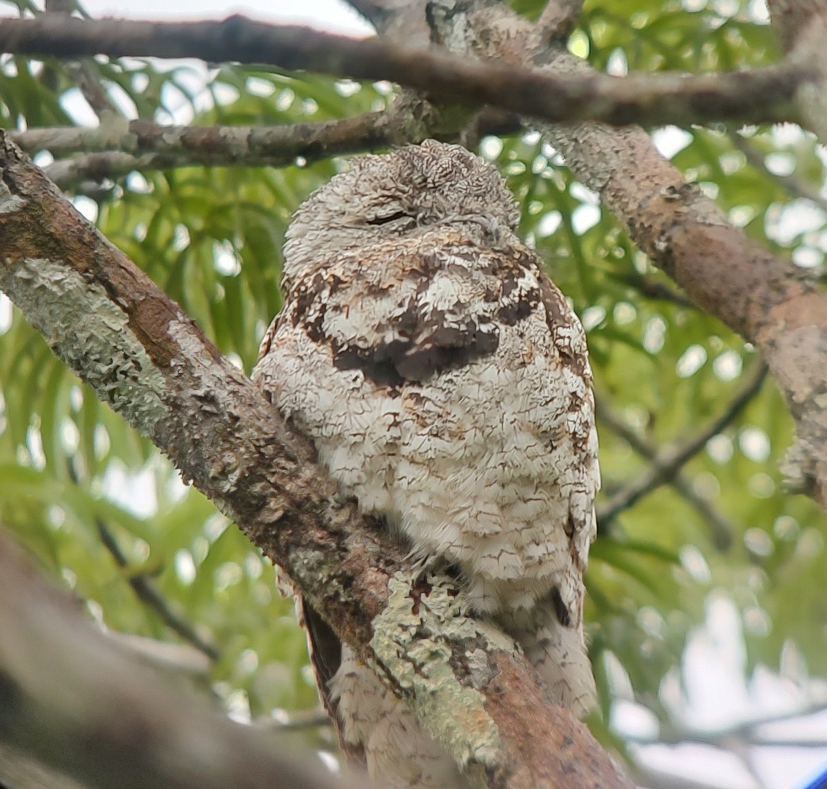 Great Potoo - ML645996928