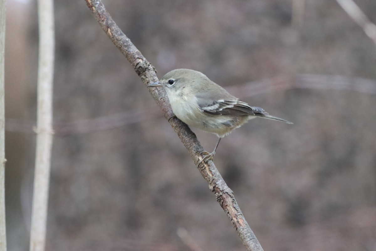 Pine Warbler - ML645996934