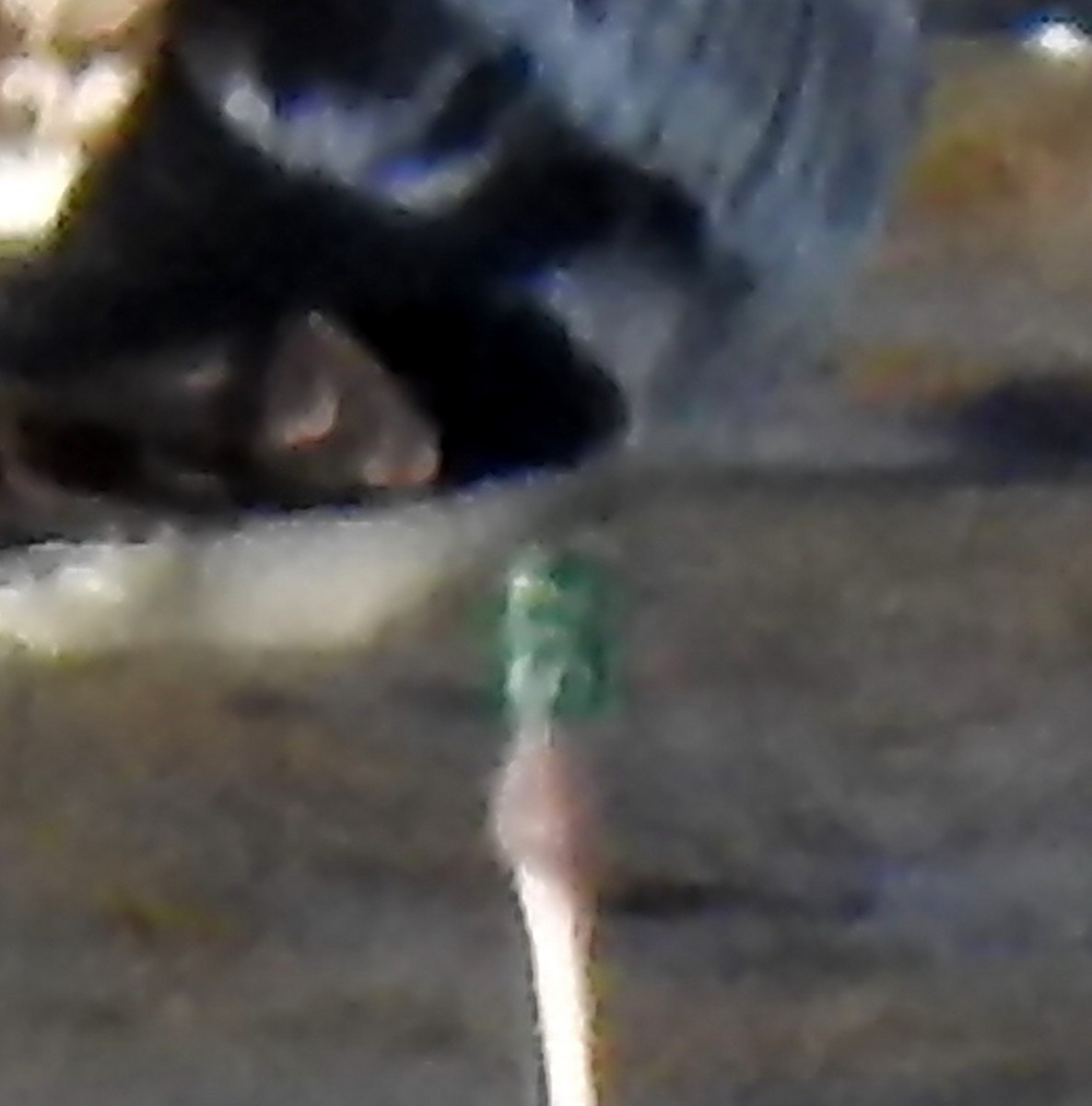 Caspian Gull - ML645996936