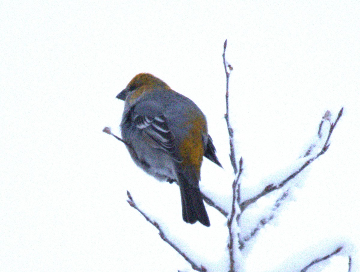 Pine Grosbeak - ML645996938