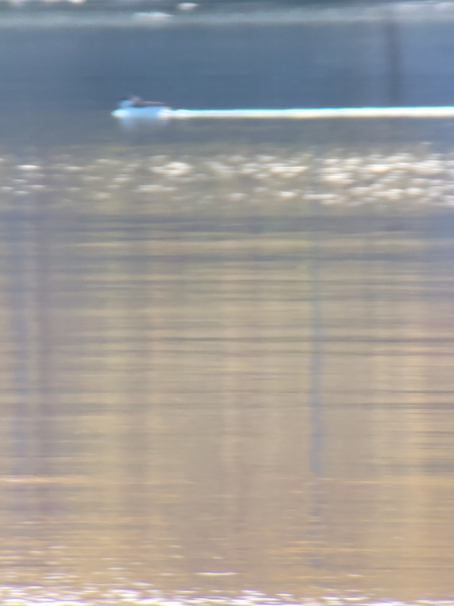 Razorbill - ML645996940