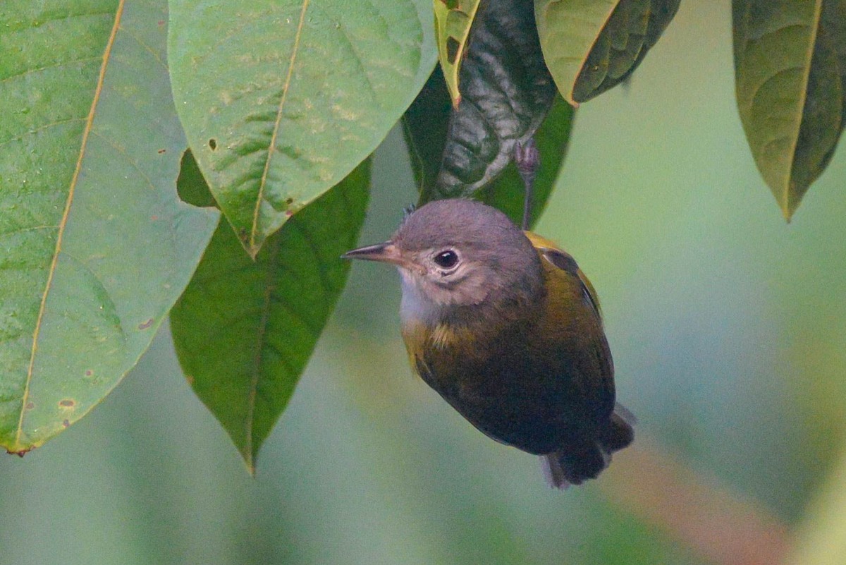 Lesser Greenlet - ML645996942