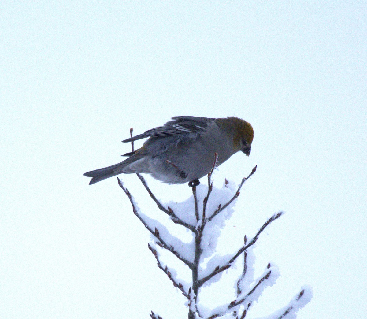 Pine Grosbeak - ML645996943