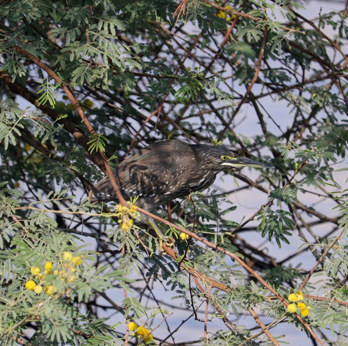 Little Heron - ML645996974