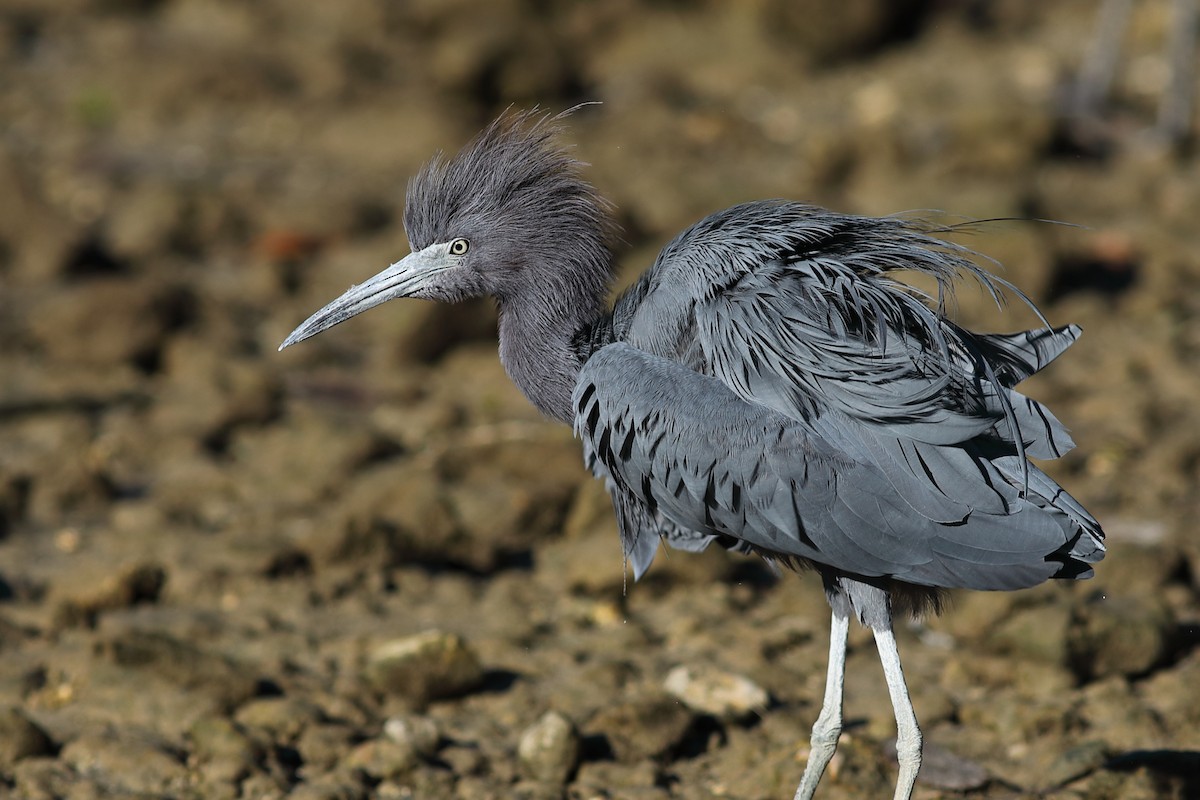 Little Blue Heron - ML645996978