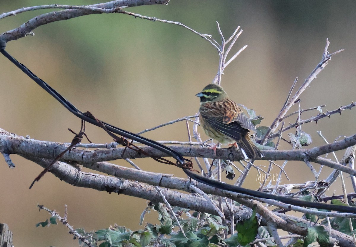 Cirl Bunting - ML645996980
