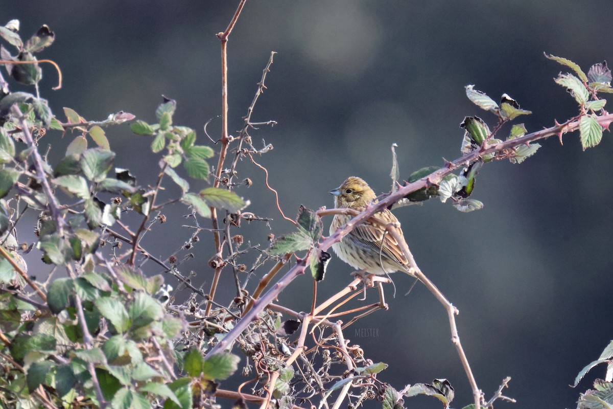 Cirl Bunting - ML645996982