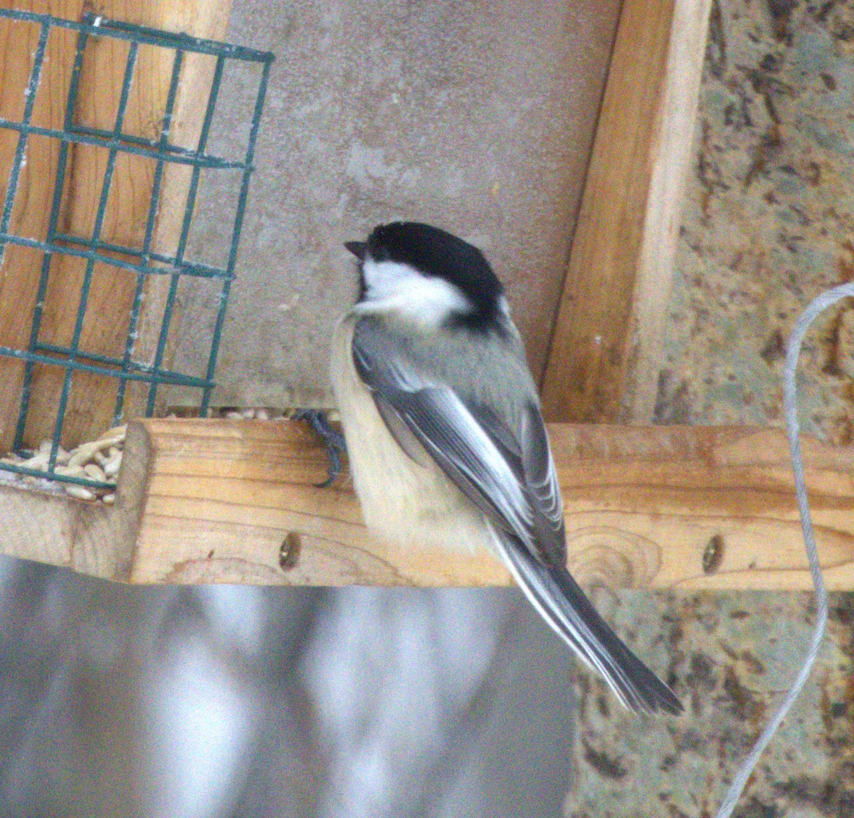Black-capped Chickadee - ML645996983