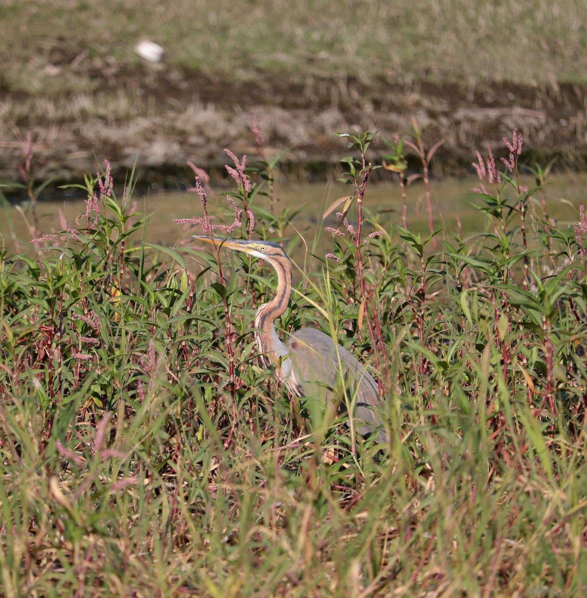 Purple Heron - ML645996985