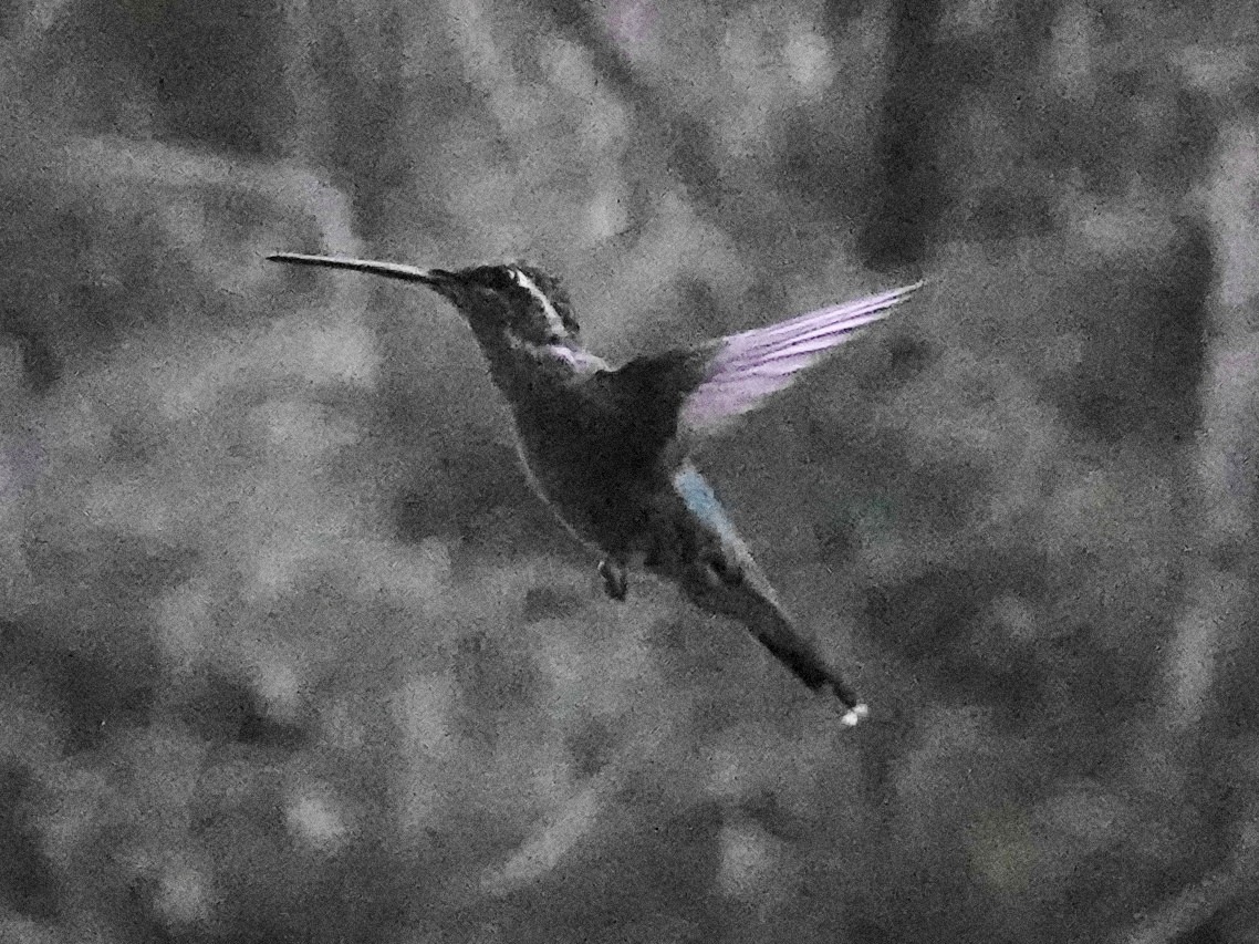 Rivoli's Hummingbird - ML645996987