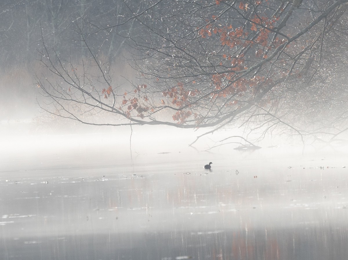Pied-billed Grebe - ML645996989