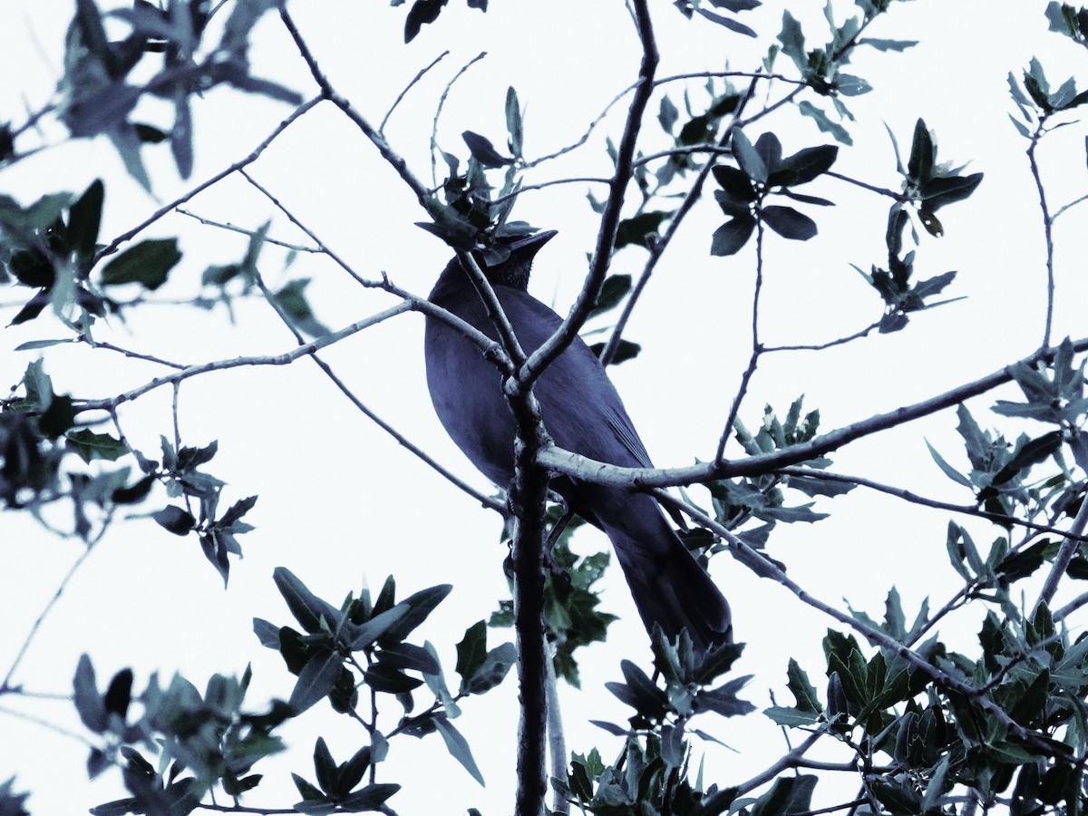 Steller's Jay - ML645996990