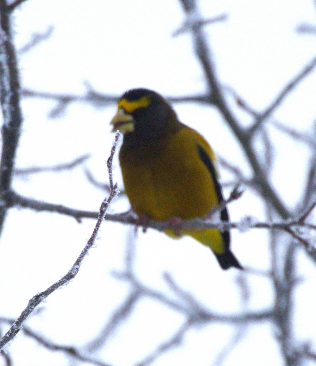 Evening Grosbeak - ML645996992